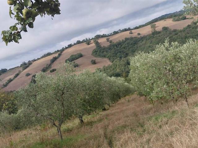 Rustico in vendita a Scansano, Toscana