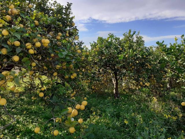 Rustico in vendita a Siracusa, Sicilia