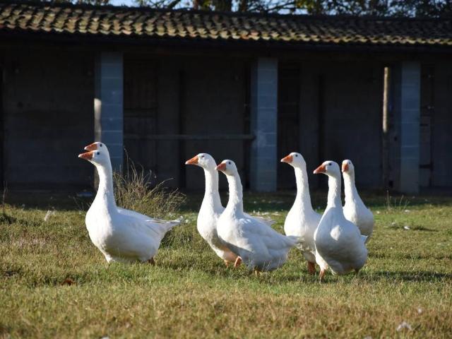 Rustico in vendita a Spessa, Lombardia