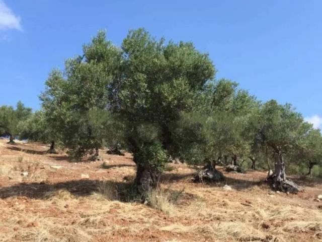 Rustico in vendita a Mokarta, Trapani