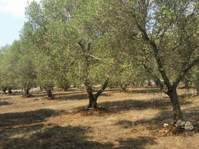 Rustico in vendita a Puglia, Lecce