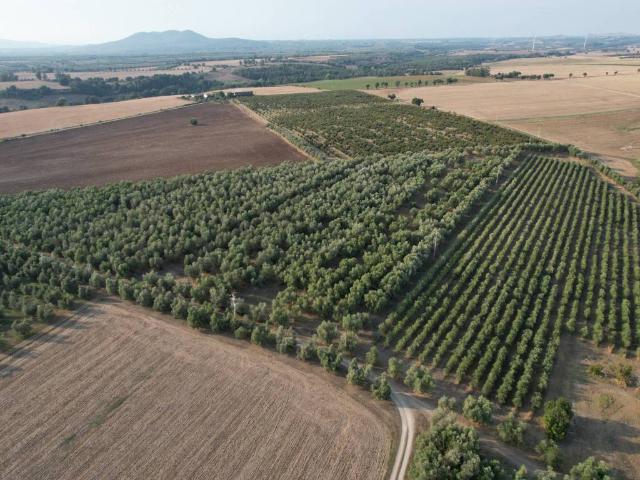 Rustico in vendita a Tuscania, Lazio