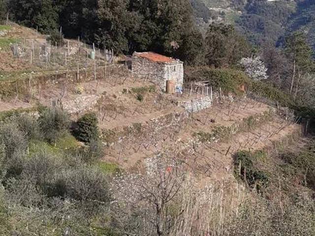 Rustico in vendita a Vernazza, Liguria