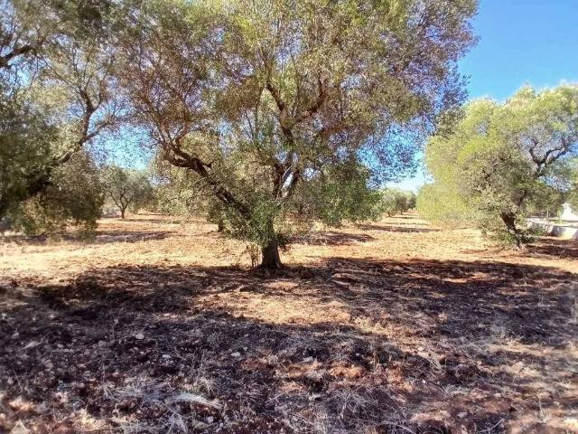 Rustico in vendita a Puglia, Brindisi