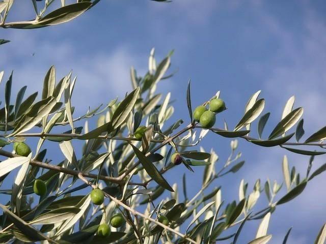 Rustico in vendita a Unione dei Comuni Circondario dell'Empolese Valdelsa, Vinci