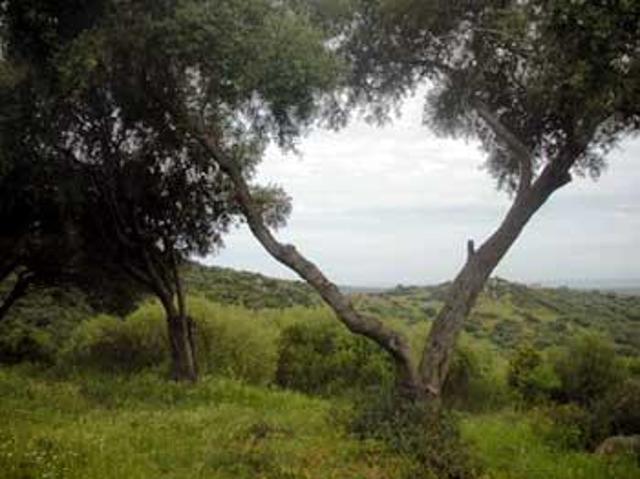 Rustico in vendita a San Pantaleo, Sardigna/Sardegna
