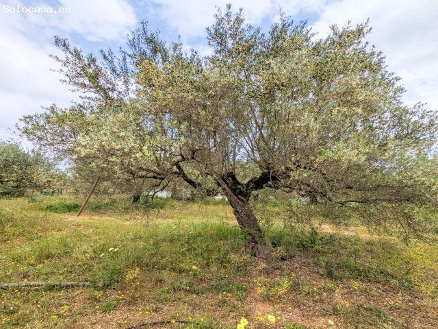 Local Comercial en venta en Amposta, Tarragona