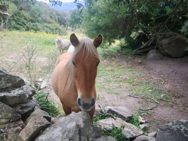Rustico in vendita a Alzachèna/Arzachena, Sant'antonio Di Gallura