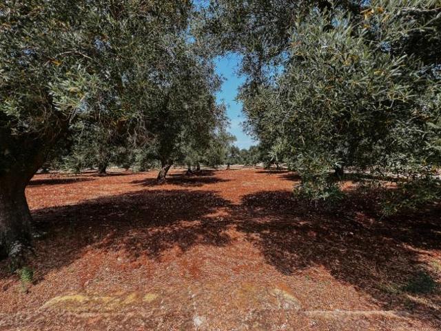 Terreno in vendita a Puglia, Brindisi