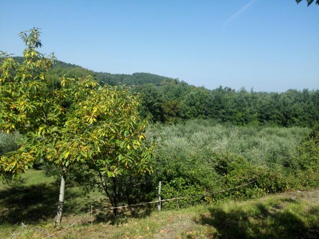 Rustico in vendita a Cinigiano, Toscana