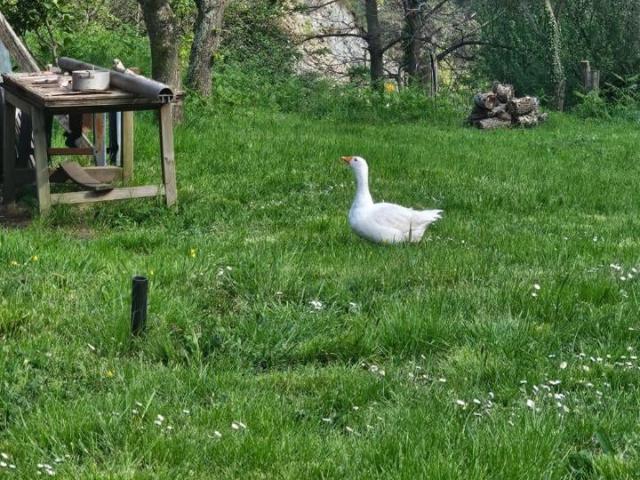 Rustico in vendita a Ponente, Serra Riccò