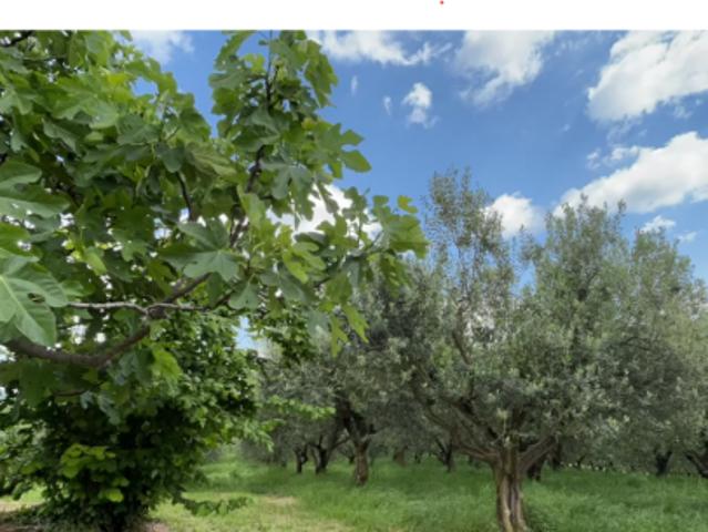 Terreno in vendita a Mezzane Di Sotto, Veneto