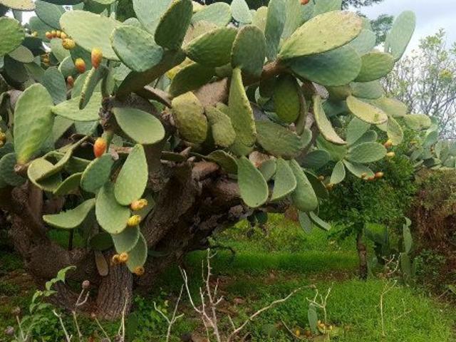 Rustico in vendita a Noto, Sicilia