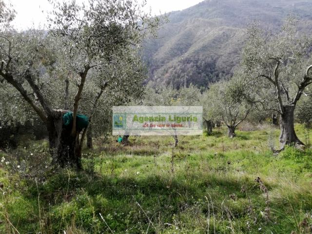 Rustico in vendita a Perinaldo, Provincia di Imperia