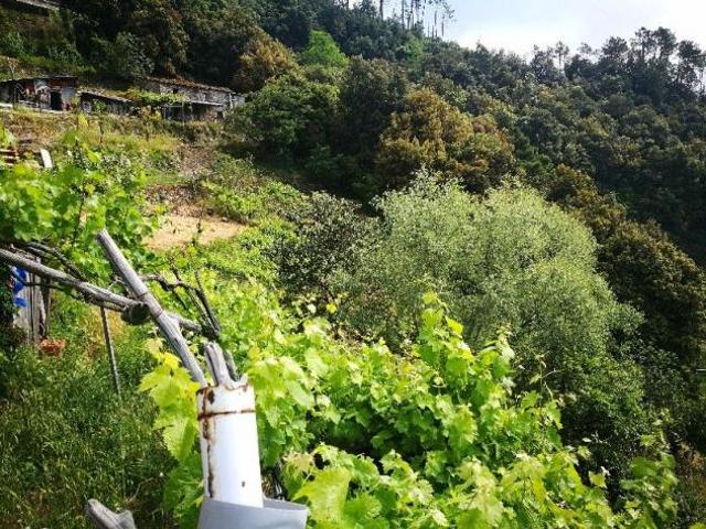 Terreno in vendita a Vernazza, Liguria