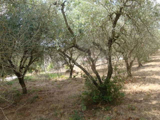 Rustico in vendita a Castagneto Carducci, Livorno