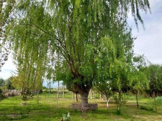 RUTA H, 590 LOTE 1, CHILLEHUE