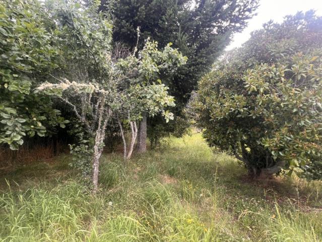RUTA U 900 COLIGUAL, PURRANQUE