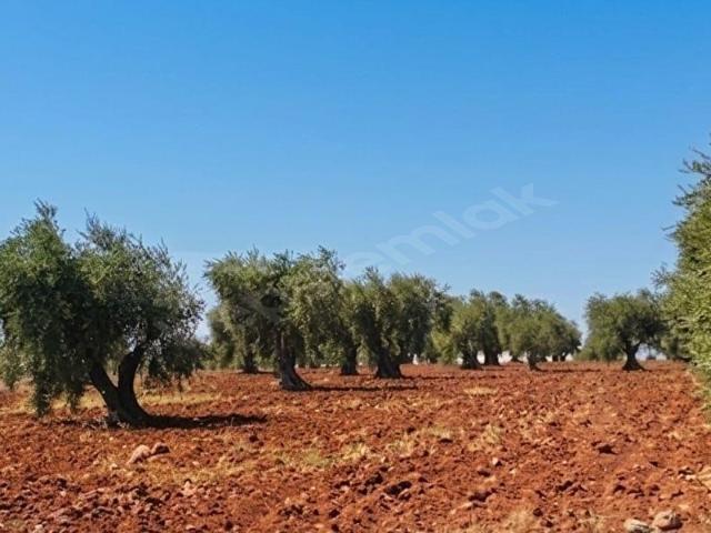 Beyköy, Sarıcakaya içerisinde satılık Arsa