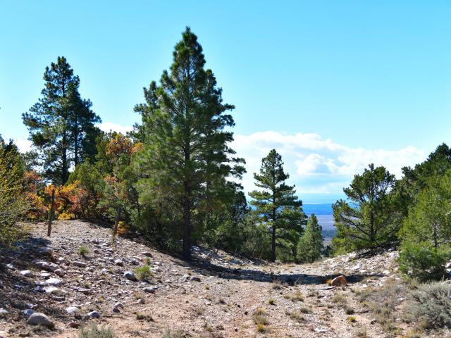 Farm for sale in Los Ojos, New Mexico