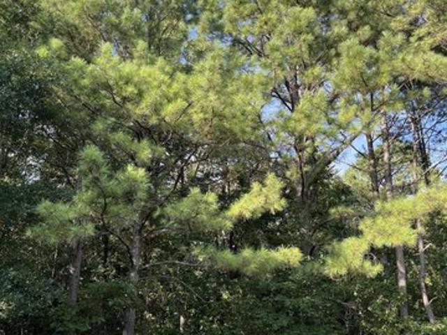 Land for sale in Ark