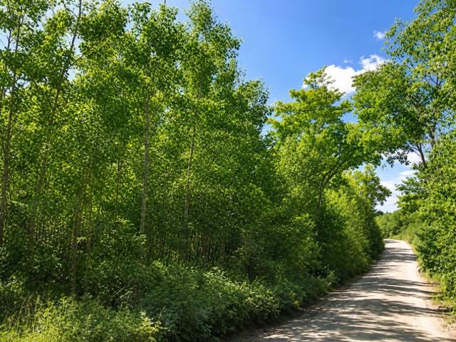 Land for sale in Remer, Minnesota
