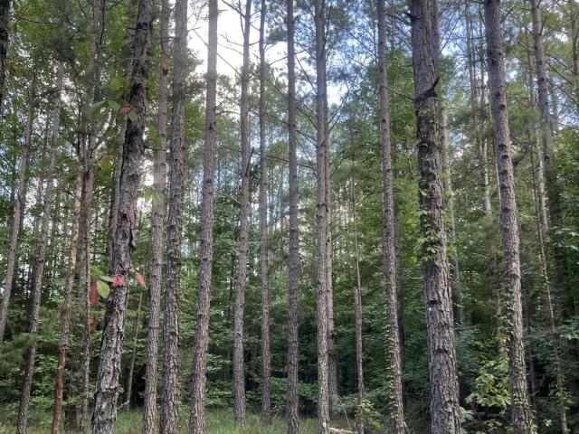 Land for sale in Ripley, Mississippi