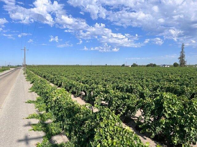 Land for sale in Caruthers