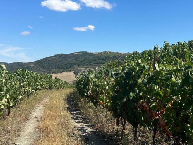 Terreno venda em Nagoselo Do Douro, Viseu