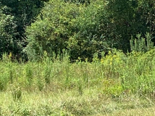 Land for sale in Terry, Mississippi
