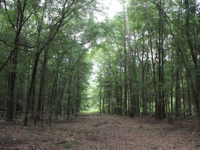Land for sale in Oglethorpe, Georgia