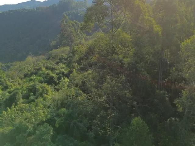 Fazenda venda em Região Geográfica Imediata de Caxias do Sul, Nova Petrópolis