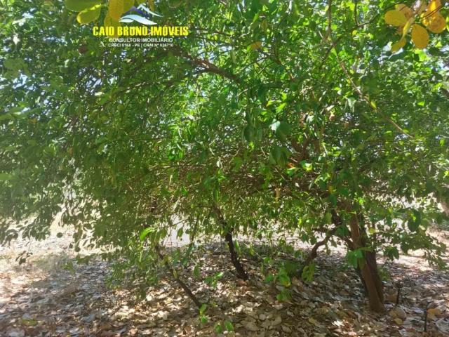 Fazenda venda em Região Geográfica Imediata de Juazeiro, Região Administrativa Integrada de Desenvolvimento do Polo Petrolina e Juazeiro