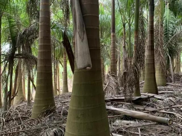 Fazenda venda em Região Imediata de Jundiaí, Região Metropolitana de Campinas