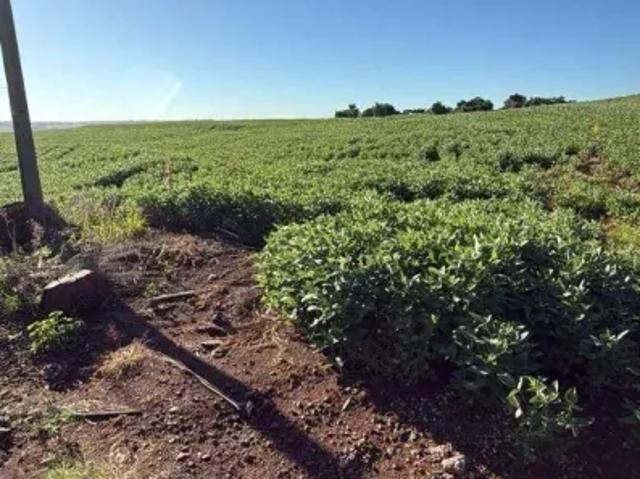 Fazenda venda em Região Geográfica Imediata de Maringá, Maringá