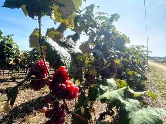 Fazenda venda em Região Imediata de Jundiaí, Itupeva