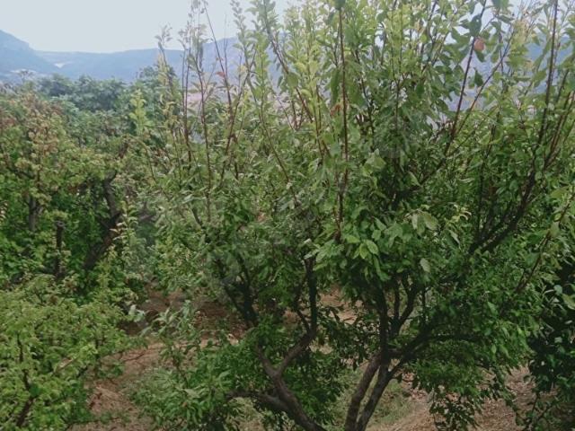 Silifke, Mersin içerisinde satılık Arsa