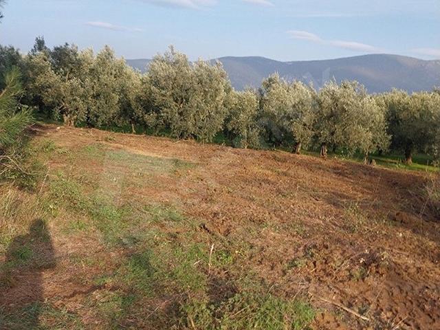 İznik, Bursa içerisinde satılık mülk