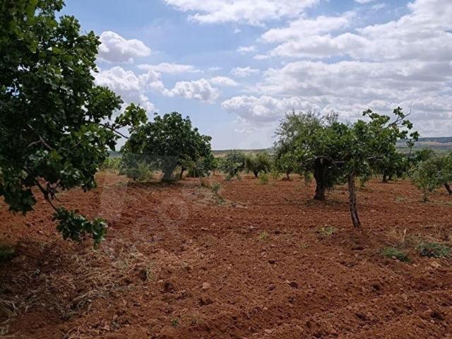 Sergili Mahallesi, Oğuzeli içerisinde satılık Arsa