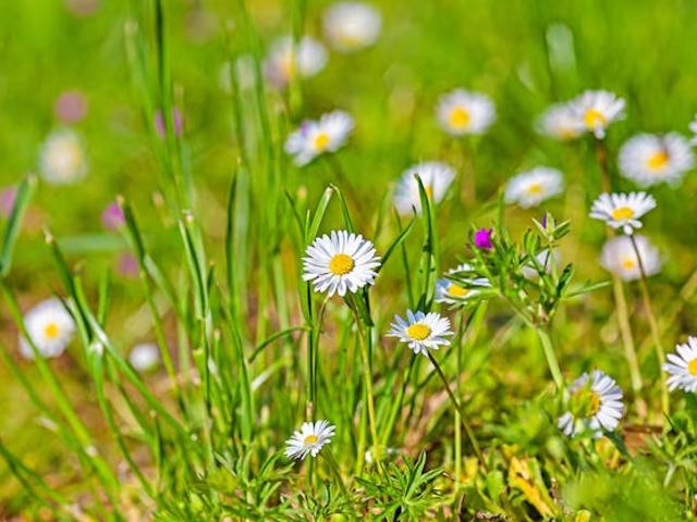 Terrain vente à Saint-hilaire-de-riez, Vendée