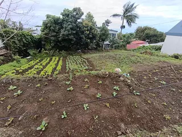 Terrain vente à La Réunion