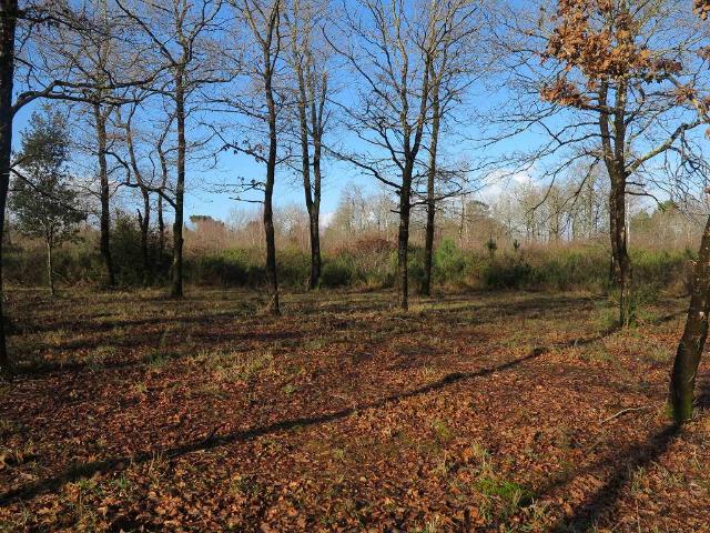 Terrain vente à Lesparre-Médoc, Saint-vivien-de-médoc