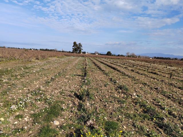 Terrain vente à Sainte-cécile-les-vignes Terrain vente à Sainte-cécile-les-vignes