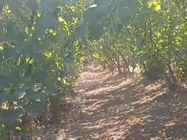 Söğütlü, Sakarya içerisinde satılık Arsa