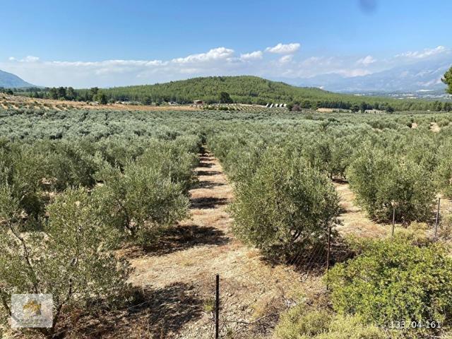 Muğla içerisinde satılık Arsa