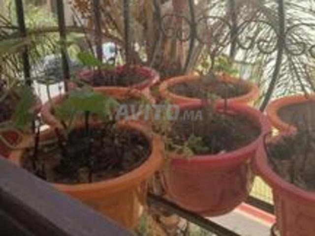 Appartement location à El Ma, Gharb-Chrarda-Beni Hssen