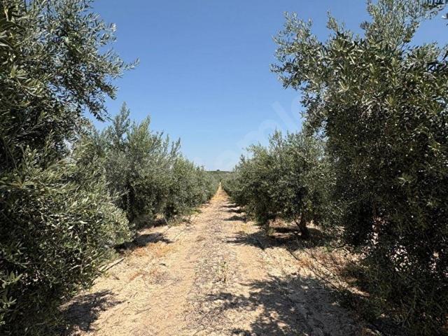 Salihli, Manisa içerisinde satılık mülk