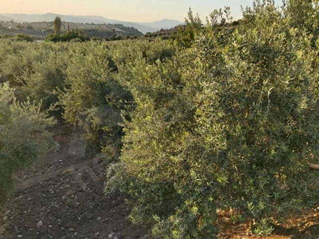 Kale, Salihli içerisinde satılık Arsa