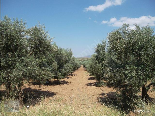 Salihli, Manisa içerisinde satılık mülk