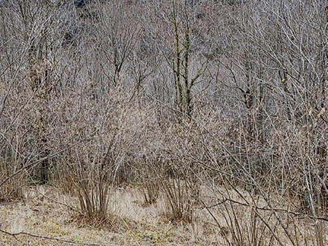 Salipazari, Samsun içerisinde satılık Arsa